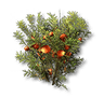 Buckflower