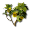 Citrome