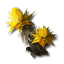 Sandleaf